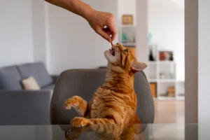 Orange tabby cat eagerly eating a treat while sitting on a chair.