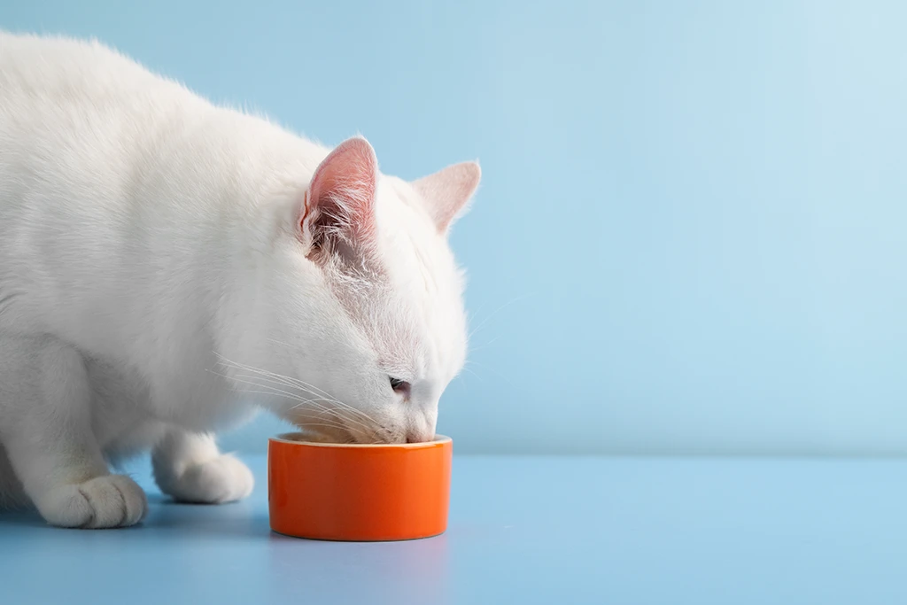 White cat drinking bone broth from an orange bowl on a blue background