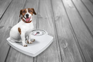 A happy Jack Russell Terrier sits on a white bathroom scale indoors, looking up with a cheerful expression. The scale’s needle indicates the dog's weight, emphasizing pet weight management and health.