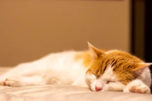A red and white cat sleeping contently in a cozy indoor setting.
