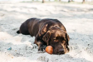 A Collapsed Trachea dog lying in the sand at the beach, resting its head on the ground with a small orange ball near its face.
