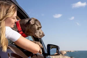 Dog looking out of the car window with its owner on a road trip, enjoying the view of the ocean in the background.