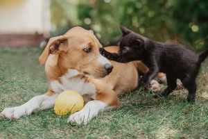 A playful moment between a black kitten pawing at a relaxed dog, with both animals in a grassy outdoor setting.