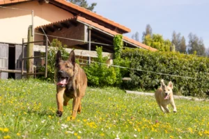 A German Shepherd and a smaller light-colored dog running joyfully in a grassy yard filled with yellow wildflowers, symbolizing active and happy pets in a natural setting.
