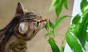 Tabby cat sniffing a cannabis plant, showcasing the curiosity of pets towards natural remedies like CBD.