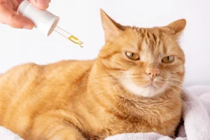 Ginger cat looking calmly at a dropper with CBD oil being held above, suggesting administration of CBD oil for its wellness.
