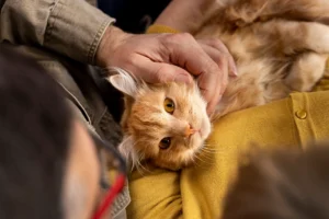 A close-up of an elderly person gently petting a ginger cat on their lap, showcasing a moment of companionship and affection.