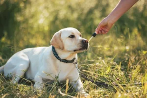A yellow Labrador Retriever lying on grass, with a person's hand offering a dropper of oil near the dog's nose, in an outdoor setting.