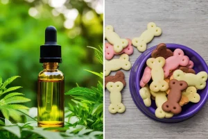 A comparison of CBD oil in a glass bottle with cannabis leaves in the background and colorful, bone-shaped pet treats in a bowl.