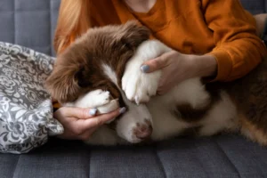 A playful dog covering its face with its paws while lying on a couch with its owner.