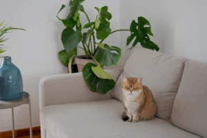 Beautiful tabby cat relaxing on a couch surrounded by indoor plants.