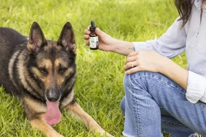 Pawsandclawscbd-product-using-