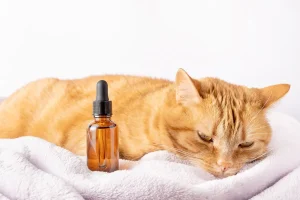A sad ginger cat lying next to a small bottle of herbal tincture with a dropper, representing the use of CBD oil for pets.