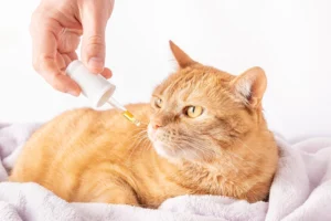 A ginger cat lying on a blanket, sniffing a dropper filled with liquid medicine held by a person’s hand.