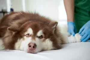A sick dog lies calmly on a vet's table, receiving care while a veterinarian tends to its leg.