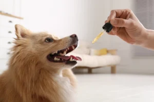 A small dog looking up eagerly as a hand holds a dropper with CBD oil, preparing to administer it. The dog’s tongue is out, showing excitement or curiosity.