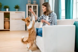 A woman giving a treat to her dog on the couch, showcasing pet training at home.
