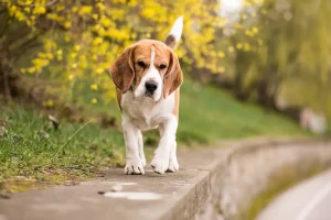 A Beagle dog walking along a narrow path outdoors with yellow flowers in the background, appearing focused as it moves forward.