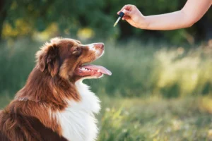 An outdoor shot of a happy brown and white dog with its mouth open, looking up at a person holding a CBD oil dropper. The green background suggests a natural, grassy area, and the dog appears calm and content.