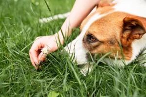 A relaxed dog lying on the grass, gazing intently at a small white flower held by a human hand beside it.