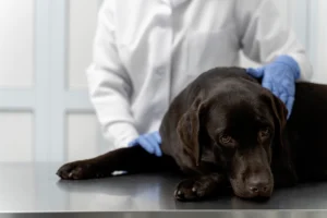 A black labrador rests on an examination table as a vet wearing gloves checks on it, conveying a moment of calm care.