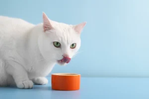 A close-up of a white cat with green eyes licking its lips after eating, beside a small orange bowl. The cat is set against a light blue background, creating a clean, minimalistic look.