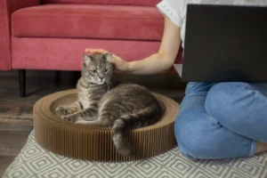 Gray tabby cat relaxing on a circular scratcher while its owner gently pats its head, sitting nearby with a laptop.