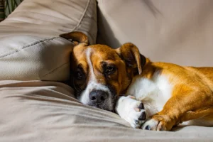 A close-up of a brown and white Jack Russell Terrier lying on a sofa, looking relaxed but slightly pensive. The dog is resting its head on the cushion, with soft lighting creating a cozy indoor atmosphere.