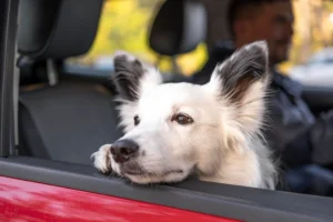 A white dog with black-tipped ears leaning out of a car window, looking content and gazing outside. The background shows a person driving, with a blurred view of greenery outside the car.