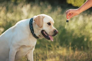 A friendly Labrador dog, sitting in a grassy area, looking attentively at a person offering CBD oil with a dropper, emphasizing natural care options for pets.