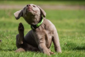 A young, light-colored puppy with a green collar lifts its hind leg to scratch its head while sitting on a grassy field, enjoying the outdoors.