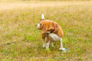 Beagle dog in a grassy field scratching its ear with a silver water bowl nearby