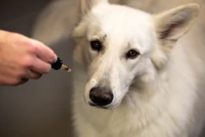 A close-up of a large white dog attentively looking at a CBD oil dropper held close to its face by a person. The dog’s expression is calm and focused, with soft indoor lighting highlighting its gentle features.