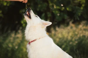 A white dog with a red collar looks up as it receives a drop of CBD oil from a dropper held by a person, with greenery in the background.