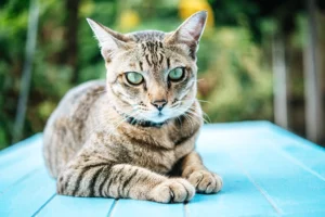 A tabby cat with striking green eyes lying on a blue outdoor surface, attentively gazing forward.