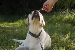 A yellow Labrador Retriever lying on grass outdoors, eagerly reaching up towards a dropper filled with CBD oil held by a person. The dog appears calm, and the background is filled with greenery.