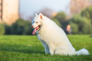 A fluffy white Samoyed dog sitting on green grass in a park with its tongue out, looking happy and relaxed. The background features blurred trees and people, adding to the peaceful outdoor scene.