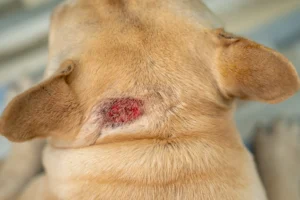 A close-up view of a dog's neck showing a red, irritated hot spot. The skin appears inflamed and hairless in the affected area, which may have developed due to scratching or heat.
