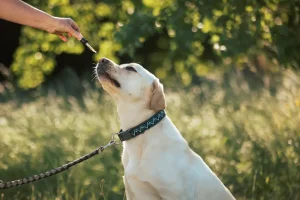 A Labrador retriever on a leash reaches towards a dropper filled with CBD oil held by a person, set against a natural outdoor background.
