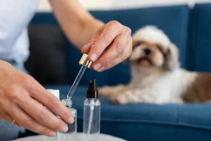 A person using a dropper to prepare a liquid CBD product while a small dog watches from a couch, indicating an interest in the treatmen
