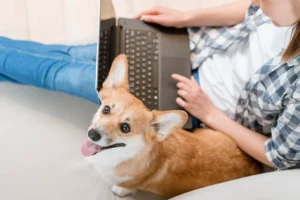 A top-down view of a woman sitting on a couch with a laptop on her lap, while a happy Corgi sits beside her, looking up with its tongue out. The dog seems engaged and cheerful, creating a cozy and friendly scene.