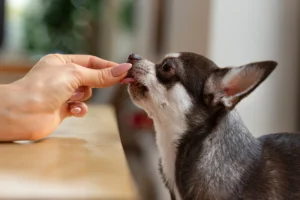 A small Chihuahua licking a person's hand as they offer a treat. The dog appears eager and content, with the scene set indoors, highlighting a moment of bonding and care.