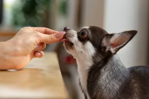 A close-up of a small Chihuahua licking a treat or supplement from a person’s hand. The dog is focused on the treat, and the indoor setting provides a warm and cozy atmosphere.