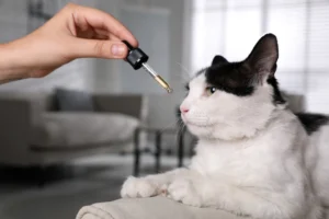 A black-and-white cat attentively looking at a dropper with CBD oil being held close to its face by a person. The indoor setting has a soft, neutral background, and the cat appears calm and curious.