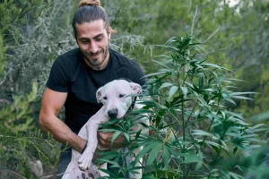 A young man is playing with big dog