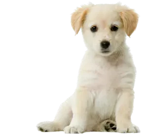 CBD for Dogs