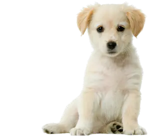CBD for Dogs