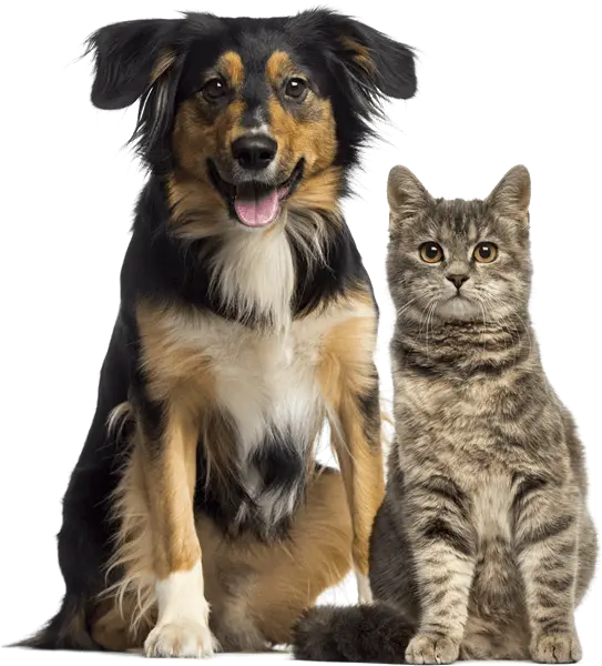 Veterinarian-formulated CBD for Dogs & Cats