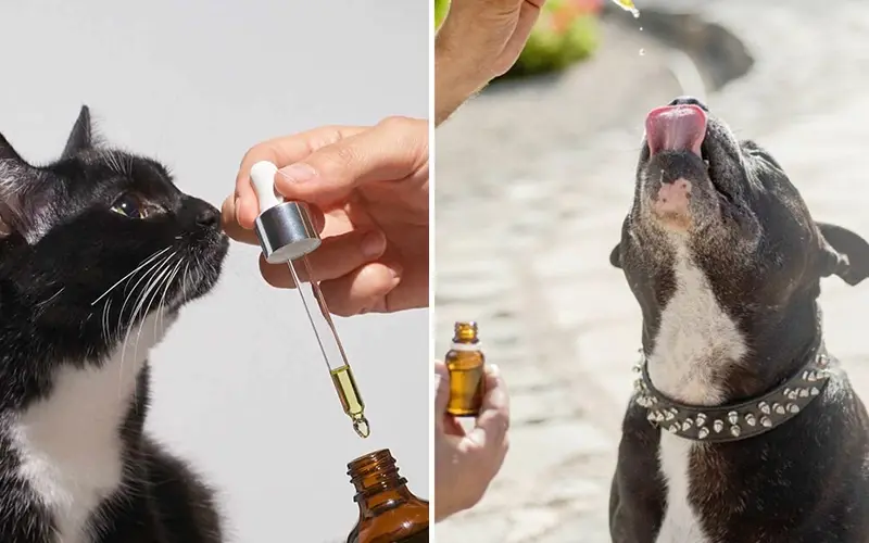A black and white cat and a dog are being given CBD oil from droppers. The cat sniffs the dropper, while the dog licks the oil mid-air.