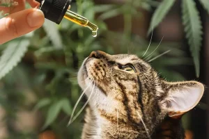 Close-up of a tabby cat watching a CBD oil dropper with cannabis leaves in the background